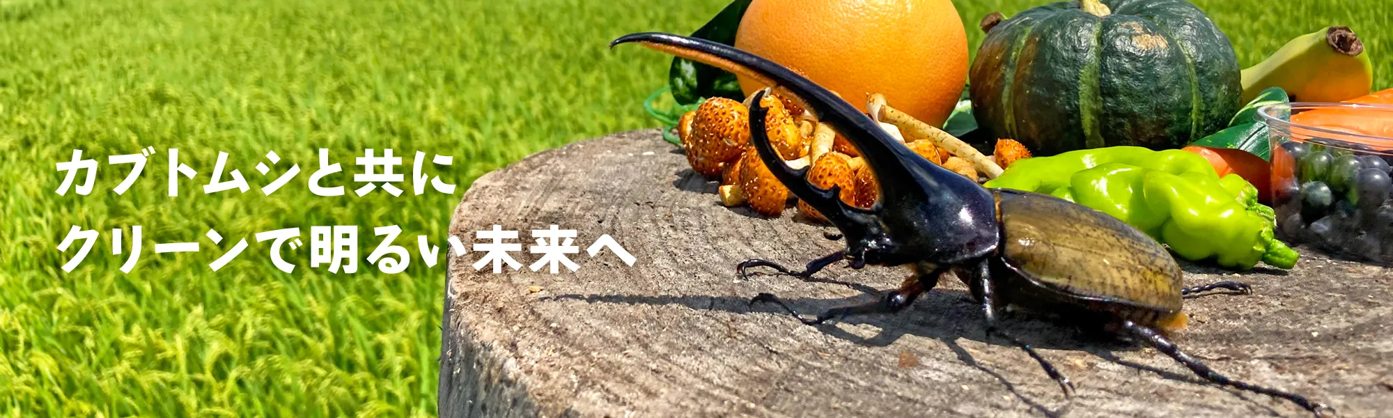 カブトムシ事業